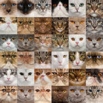 36-cat-heads-18813032